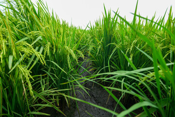 Lush Green Rice Field with Growing Crops and Clear Sky Background