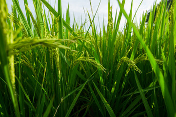 Lush Green Rice Fields Under Clear Sky in Agricultural Landscape