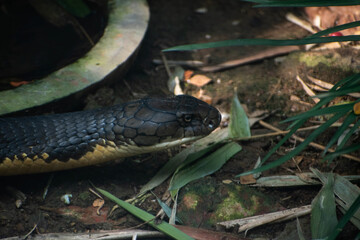 Close-up of a King Cobra's head and part of its body, subtly camouflaged in the leaf litter of the...