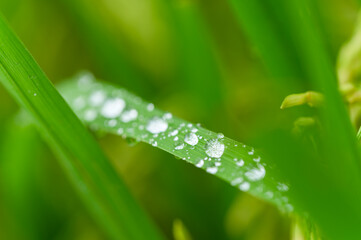 Naklejka premium Close-up of Fresh Dew Drops on Green Grass Blade in Nature