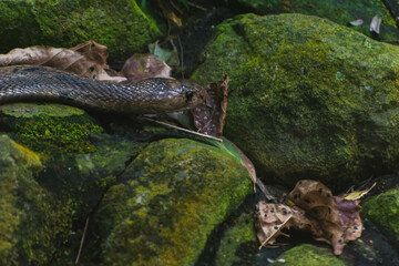 A venomous brown snake rests on moss-covered rocks amidst fallen leaves, creating a dramatic,...