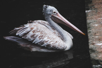 Spot-billed Pelican (Pelecanus philippensis) swimming in dark water, India. Close-up profile view.