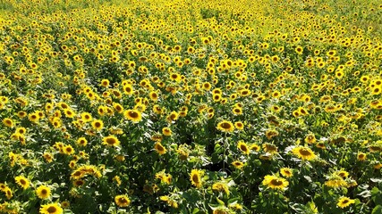 Bright sunflower field stretches towards the horizon on a sunny day