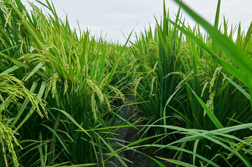 Fototapeta premium Lush Green Rice Fields in Full Bloom Under Cloudy Sky