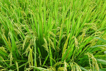 Lush Green Rice Fields Under Bright Sky with Ripening Grains