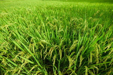 Bright green rice fields in the morning, with rice stalks beginning to bear fruit.