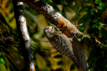 木にとまるコゲラ