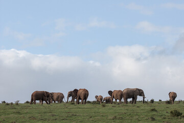 Obraz premium A herd of elephants stands atop a green hill, silhouetted against the horizon. Dramatic large clouds frame the scene, creating a powerful and majestic view of African wildlife in the wild.