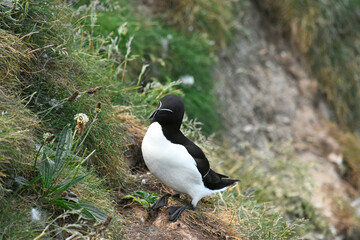 Eurasian razorbill on the North Sea