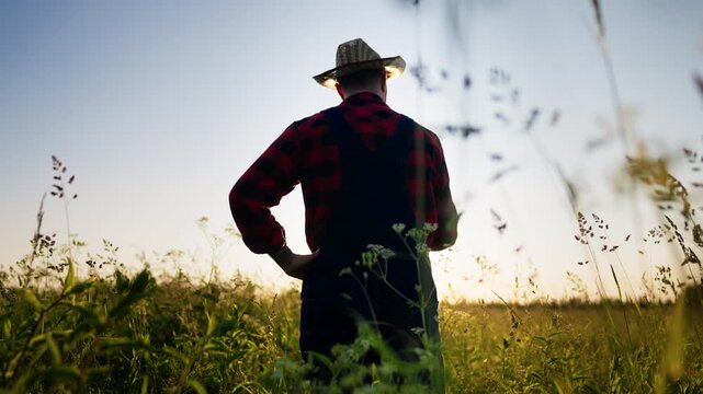 Professional agronomist walking in beautiful agricultural field in summer day. Man in checked shirt and straw hat using tablet for planning harvesting of farm, back view, following shot in farmland