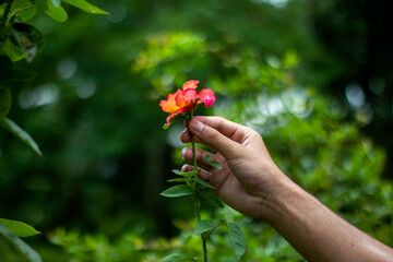 A man holds a yellow flower, and the background is blurred