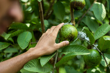 A man holds a green mango with leaves, and the background is blurred