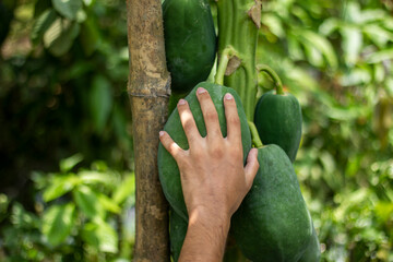A man holds a green Papaya with leaves, and the background is blurred