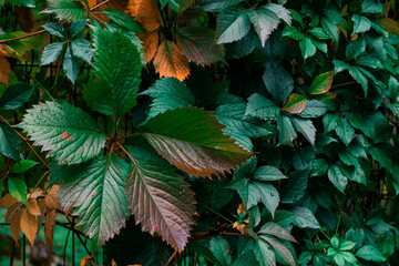 macro close up leaves plant floral garden dusk colorful background morning fresh drops of water dew soft focus concept
