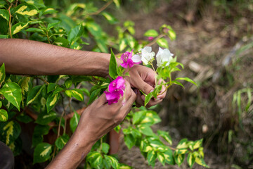 A man holds a pink flower, and the background is blurred