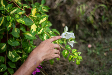 A man holds a white flower, and the background is blurred