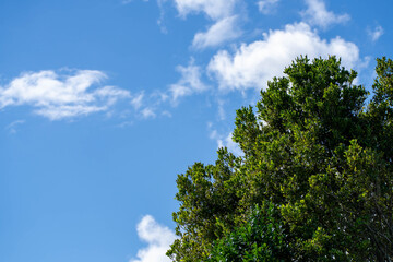 初夏の青空と新緑の木と白い雲