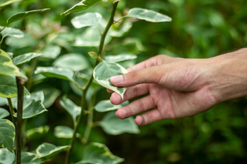 A man holds some leaves, and the background is blurred