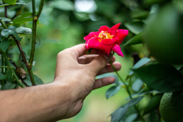 A man holds a red flower, and the background is blurred