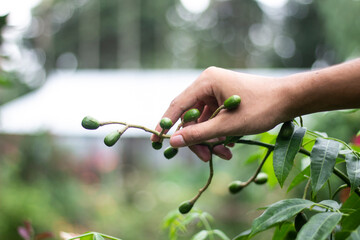 A man holds a small fruit, and the background is blurred