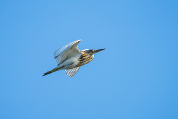 Indian Pond Heron or Paddybird (Ardeola grayii) in flight against a clear blue sky.