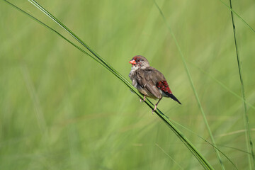 Red Avadavat or Strawberry Finch (Amandava amandava) in vibrant breeding plumage during the breeding season.