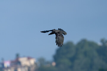 Large-billed Crow or Jungle Crow (Corvus macrorhynchos) soaring gracefully in flight.