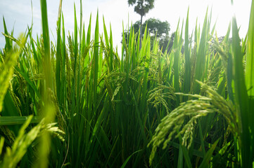 Lush Green Rice Fields Under Bright Sky with Sunlight and Trees