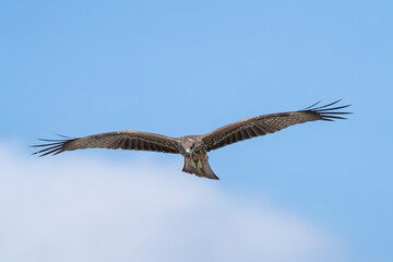 Black Kite or Yellow-billed Kite (Milvus migrans) soaring in search of food, often seen scavenging near urban areas.