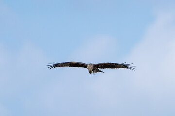 Black Kite or Yellow-billed Kite (Milvus migrans) soaring in search of food, often seen scavenging near urban areas.