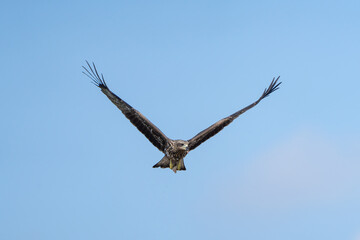 Black Kite or Yellow-billed Kite (Milvus migrans) soaring in search of food, often seen scavenging near urban areas.
