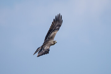 Black Kite or Yellow-billed Kite (Milvus migrans) soaring in search of food, often seen scavenging near urban areas.