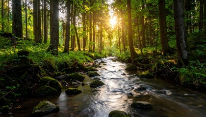 Obraz premium Sunlit stream flows through lush green forest, rocks and moss line its banks