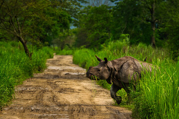 A female one horned rhinoceros crossing the road while grazing at kaziranga national park, Assam., India © Diganta Kumar sarma