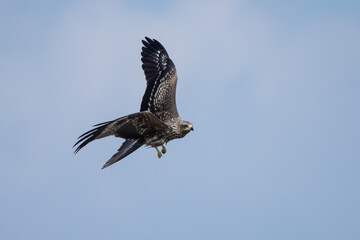 Black Kite or Yellow-billed Kite (Milvus migrans) soaring in search of food, often seen scavenging near urban areas.