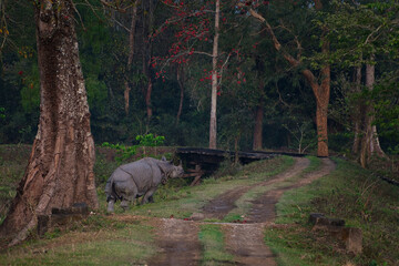 A one horned rhinoceros is about to cross the road in kazirnaga National park, Assam , India