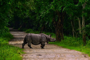 Fototapeta premium A one horned rhinoceros crossing the road at Kaziranga National park, Assam , India