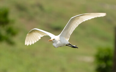 A white bird with a yellow beak flies over a green field