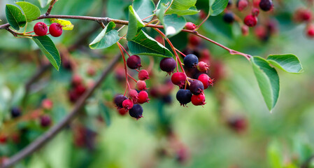 A tree with many red berries on it