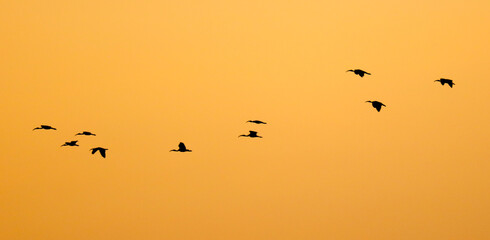 A flock of birds flying in the sky at sunset