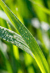 Aphids on a plant stem in nature