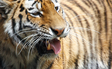 A tiger is standing in front of a fence, with its mouth open