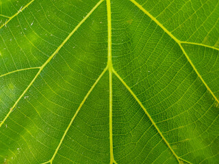 Teak leaf surface texture stock photo 