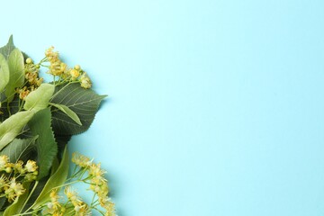 The buds, flowers with petals and stamens lime summer. Honey plants. Blooming fragrant linden tree on pastel blue background. 
