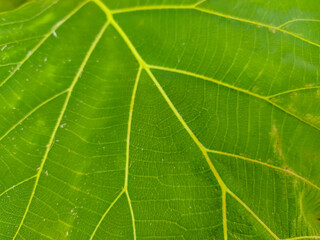 Teak leaf surface texture stock photo 