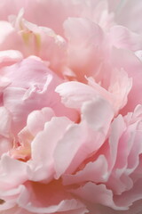Obraz premium Beautiful peony flower, close up
