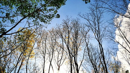 Skyward Canopy: A breathtaking view from beneath, with branches of various trees reaching towards the clear blue sky, creating a captivating natural tapestry.