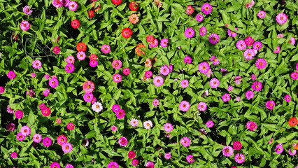 Blooming Delight: A vibrant tapestry of colorful blooms bursts forth amidst a sea of lush green foliage, painting a scene of natural beauty and serenity.