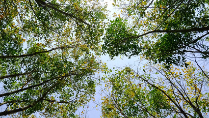 Tree Canopy: A verdant display of towering tree branches with lush leaves, viewed from below, offering a unique perspective of the forest's expansive crown, highlighting the beauty of nature's design.