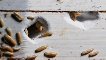 Honeybee Larva Escape:  A captivating close-up of emerging larva bees from hive revealing the beauty and complexity of nature's design.